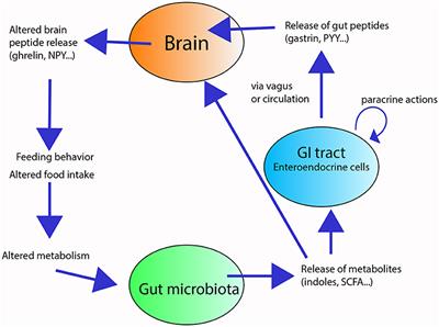 Gut Microbiota and Energy Homeostasis in Fish